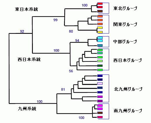 CO�U遺伝子からみたゲンジボタルのハプロタイプグループ図