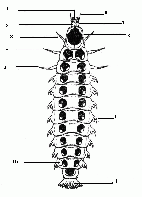 ゲンジボタルの幼虫の図説