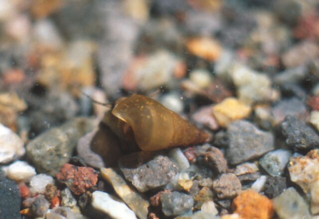 カワニナ幼貝の写真