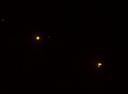 発光するヒメボタル写真