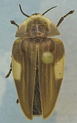 Aspisoma maculatum