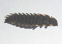 Firefly Larva(Mexican)