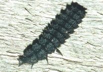Firefly Larva