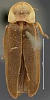 Microphotus angustus