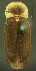 Microphotus dilatatus
