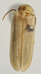 Photinus ceratus