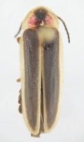 Photinus consanguineus
