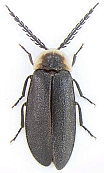 Pollaclasis bifaria
