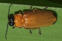 Pteroptyx maipo