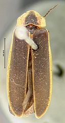 Pyractonema angustata