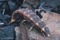 クロマドボタル幼虫の写真