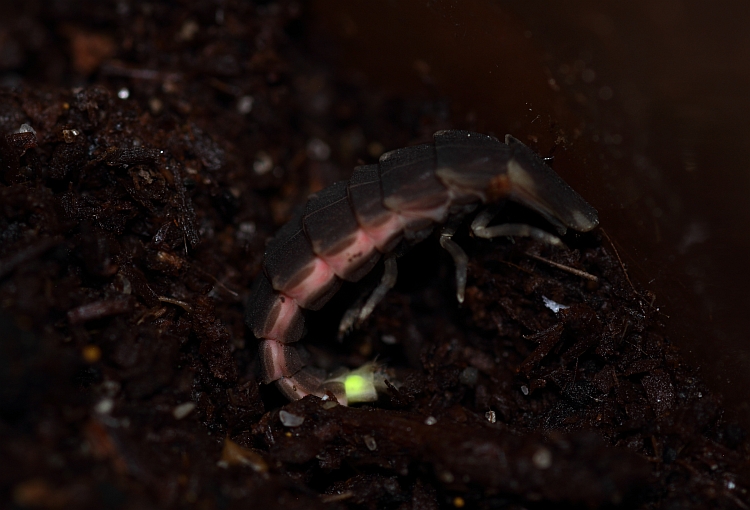 発光するクロマドボタルの前蛹