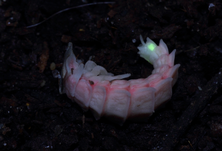 発光するクロマドボタルの蛹(メス)