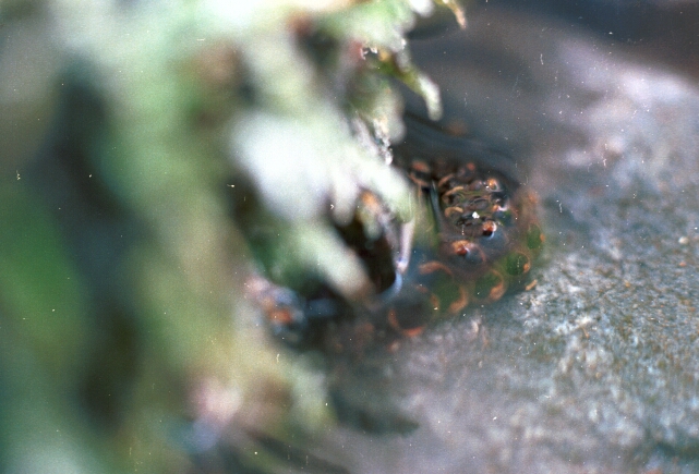 ゲンジボタル幼虫上陸