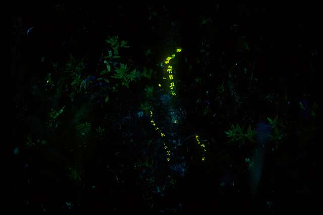 発光しながら上陸するゲンジボタル幼虫