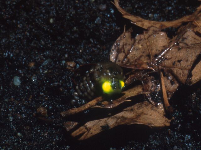 発光しながら上陸するゲンジボタル幼虫