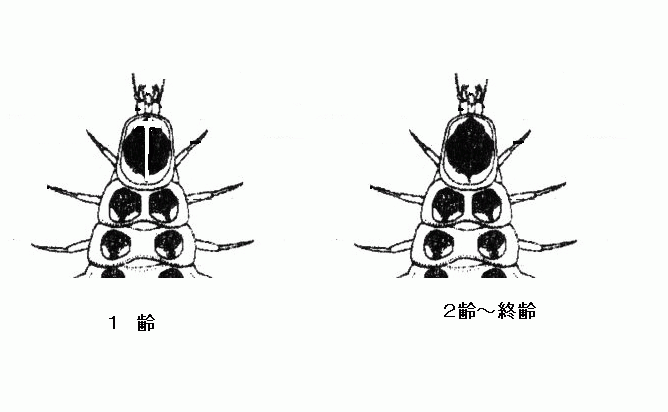 ゲンジボタルの幼虫の前胸部模様図