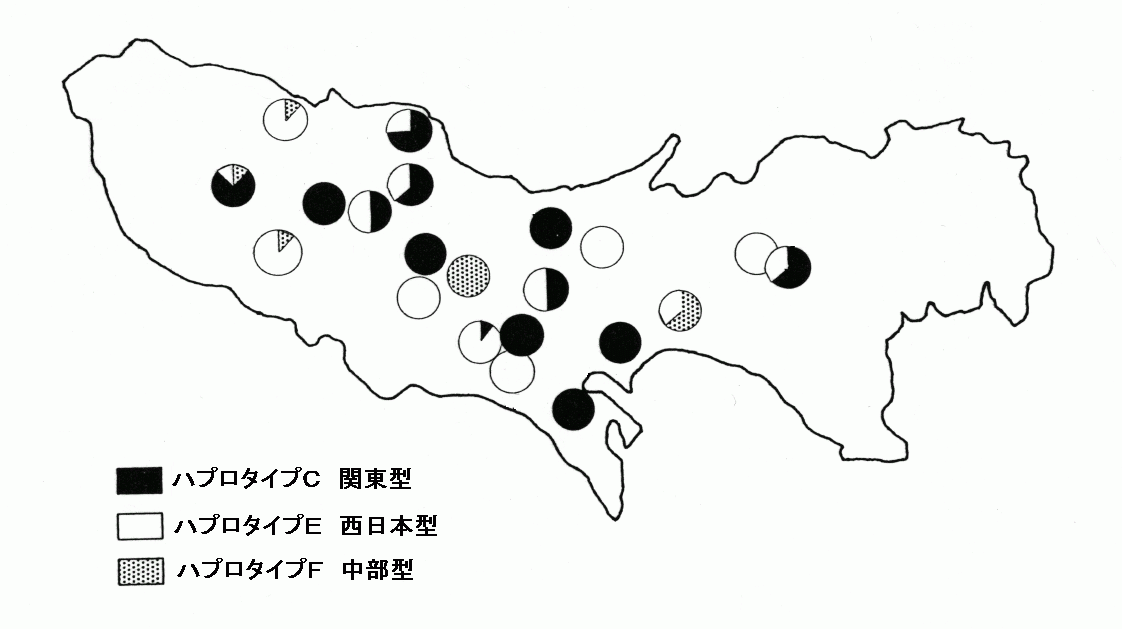 東京都におけるゲンジボタルのハプロタイプ分布図