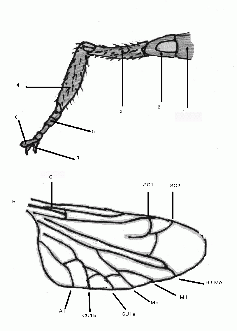 ホタルの形態（下翅及び前脚）