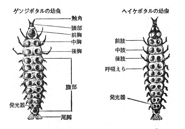 ゲンジボタルとヘイケボタルの幼虫の図説