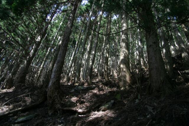 ヒメボタル生息する杉林の写真