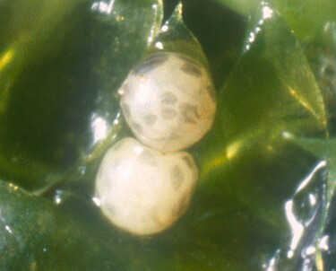 ホタルの卵の写真