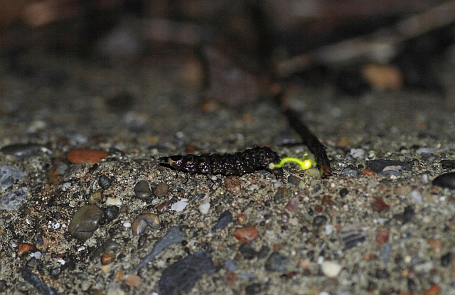 発光しながら上陸するゲンジボタルの幼虫