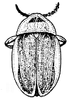 Aspisoma superciliosum