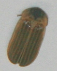 Atyphella similis