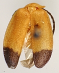 Callopisma mariposa