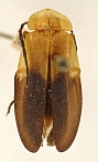 Callopisma monticola.