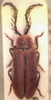 Cyphonocerus harmandi