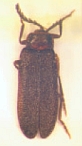 Cyphonocerus melanopterus