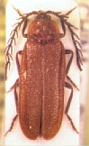 Cyphonocerus sylvicola
