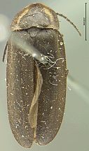 Ellychnia lacustris