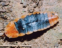 Lamprigera tenebrosa Larva