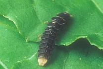オバボタル幼虫の写真