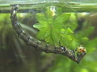 Luciola aquatilis