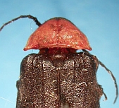 Luciola cruciata towadensis