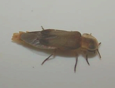 Microphotus octarthrus