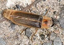 Nyctophila reicheii