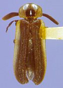 Petalacmis praeclarus