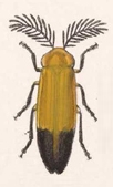 Phaenolis laciniatus
