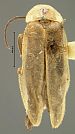 Photinus marginellus