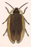 Photinus nigridorsis