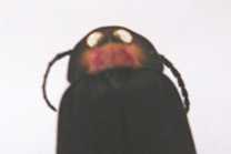 オオマドボタルの前胸背板赤斑の写真