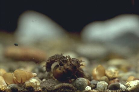 カワニナを食べるゲンジボタルの幼虫の写真（横）