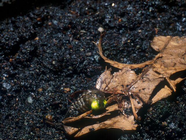 上陸しながら発光するゲンジボタル幼虫の写真