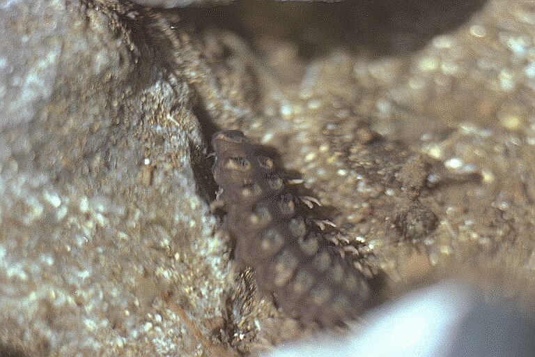 上陸する前のゲンジボタル幼虫の写真