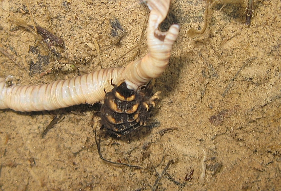 ミミズの死骸を食するゲンジボタルの幼虫